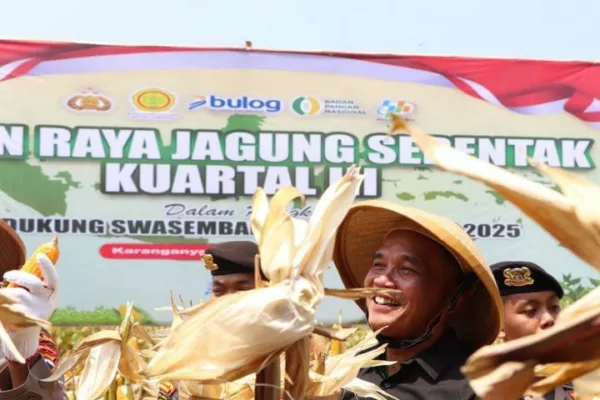 Ketua DPRD Jateng Sumanto Ikut Panen Raya Jagung di Karanganyar