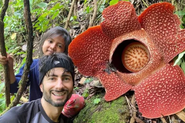 2 Bunga Rafflesia Arnoldii Mekar Sempurna di Rejang Lebong Bengkulu