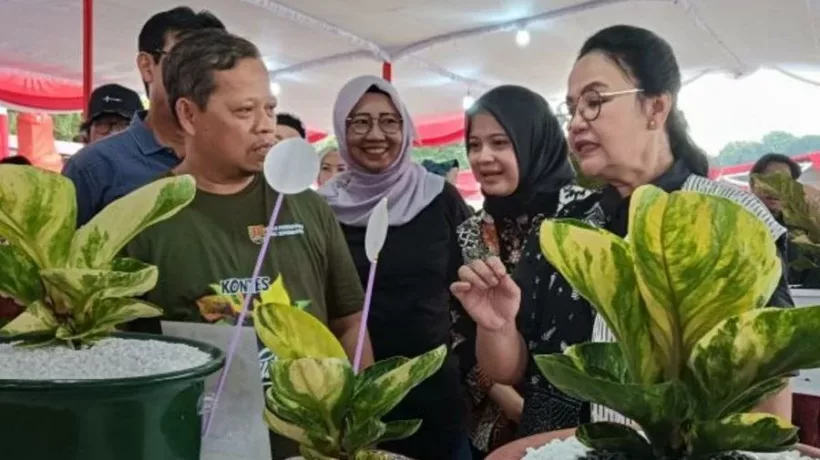 Ratusan Kolektor Tanaman Hias Ramaikan Kontes Anthurium Aglaonema di Semarang