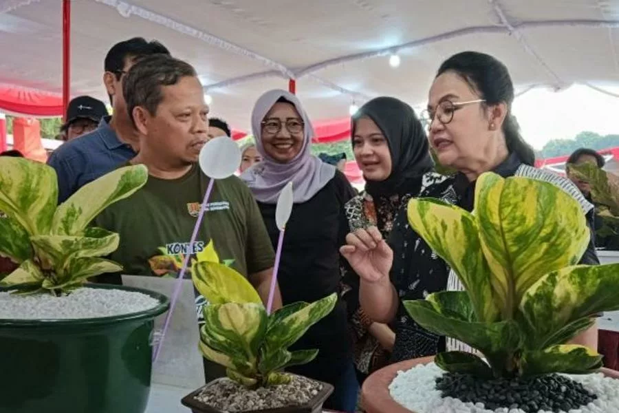 Ratusan Kolektor Tanaman Hias Ramaikan Kontes Anthurium Aglaonema di Semarang